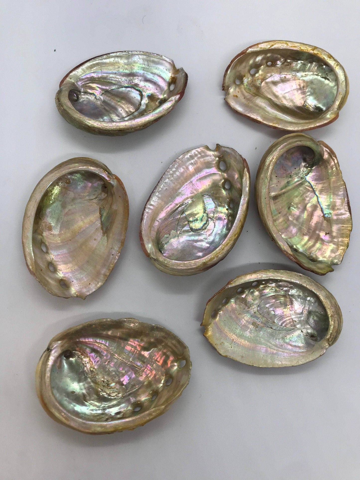 Abalone Sea Shell
