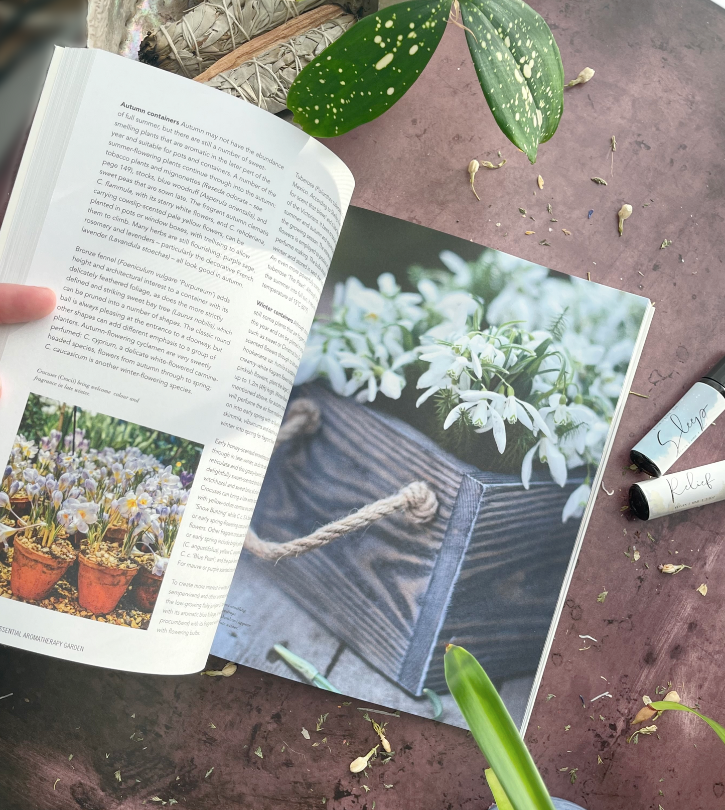 Essential Aromatherapy Garden